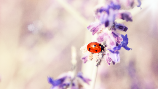 When Ladybirds Start Following You Around (And What They're Actually Up To)
