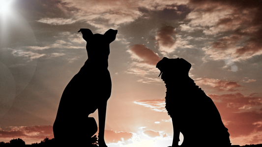 When Dogs Start Following You Around (Spiritually Speaking)