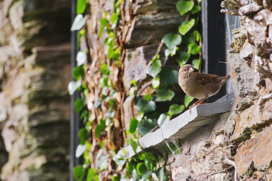 Spiritual Meaning of a Bird Chirping Outside Your Window