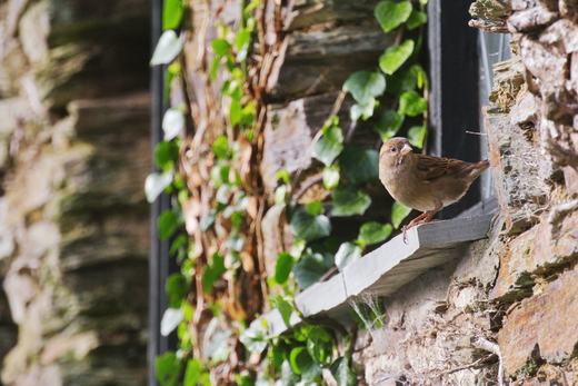 When Birds Start Following You Around (And What They're Actually Up To)