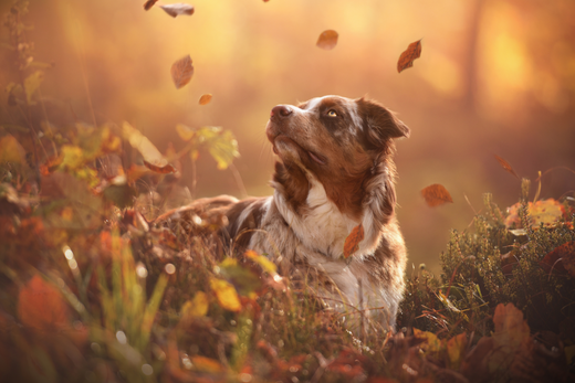 The Symbolism of Leaves Spinning in Circles