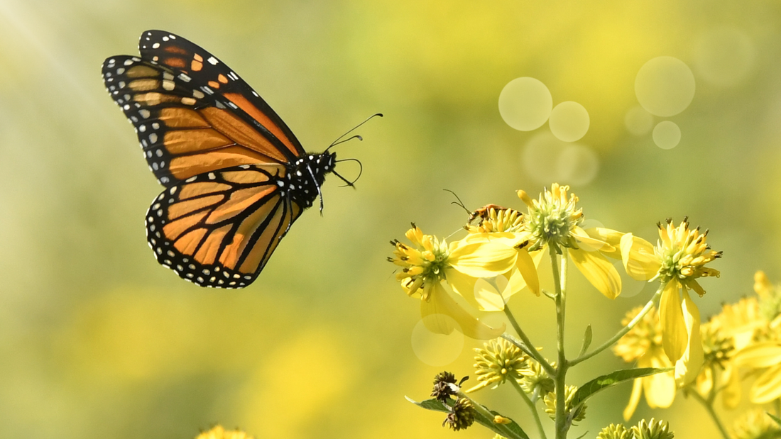 When Butterflies Keep Following You (And What Your Guides Are Actually Saying)