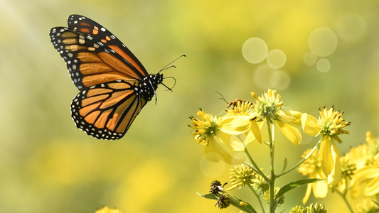 When Butterflies Keep Following You (And What Your Guides Are Actually Saying)