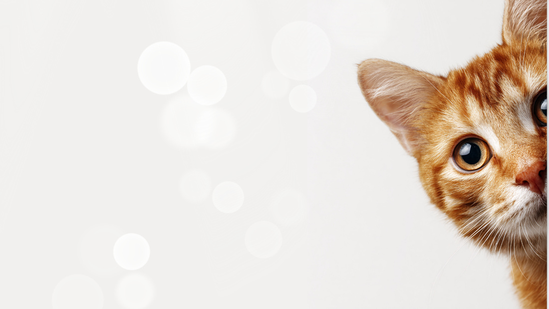 When Your Pet Stares at Empty Corners (And Other Things Animals See That We Don't)