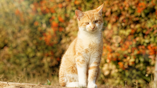 When Cats Keep Appearing in Your Life (And What They're Actually Trying to Tell You)